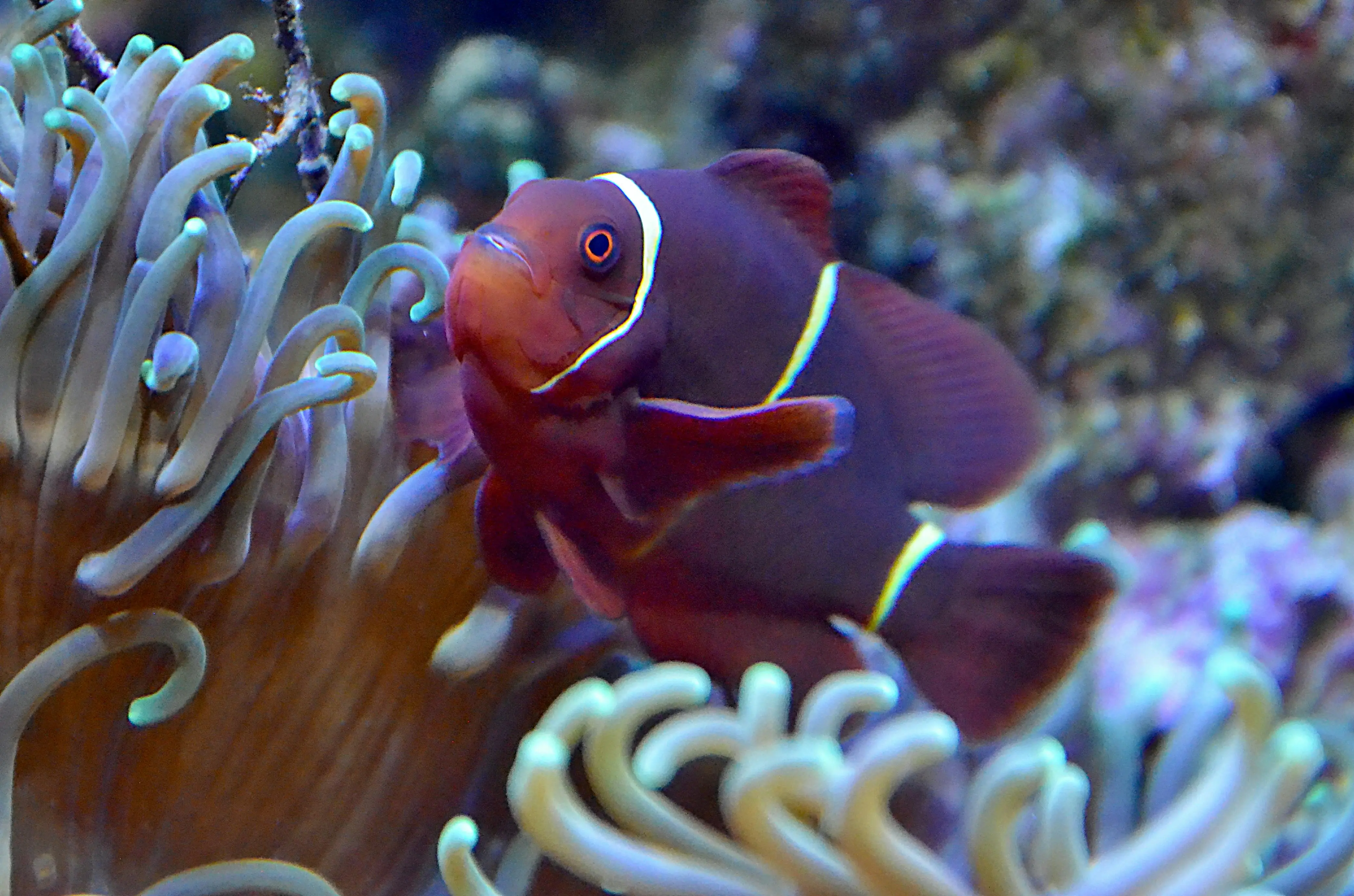 Maroon Clownfish